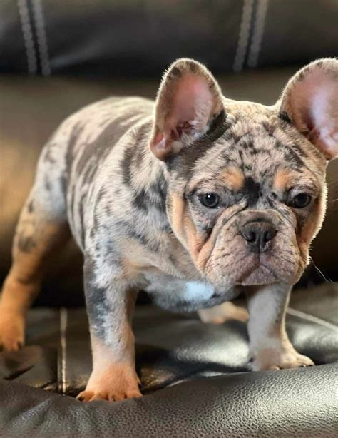 Blue Merle French Bulldog